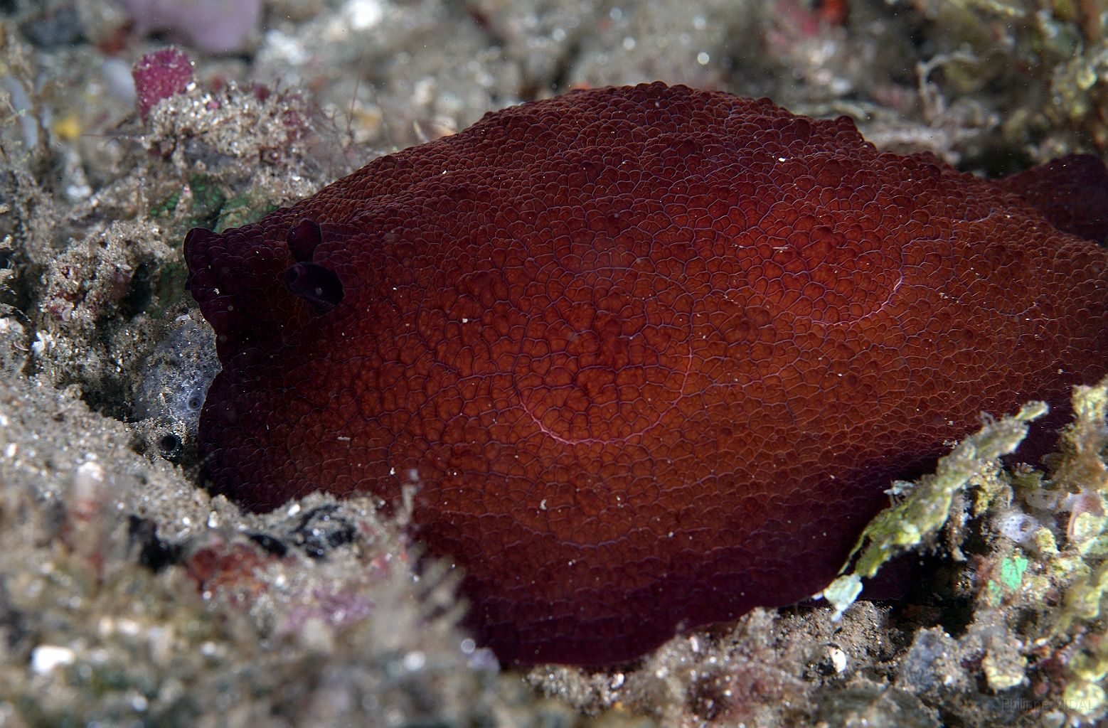 Banda Sea 2018 - DSC05628_rc - Forskals pleurobranch -- Pleurobranchus forskalii.jpg